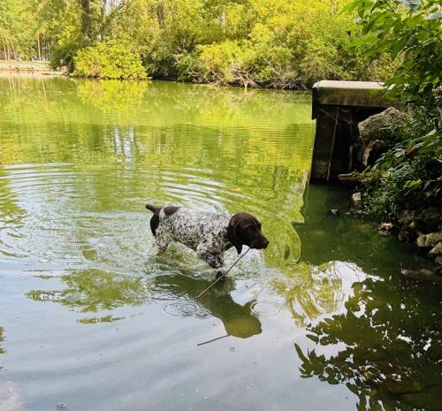Purebred AKC & NAVHDA GSP'S