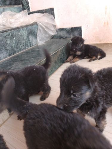 Germen shepherd bechana hai double coat ke