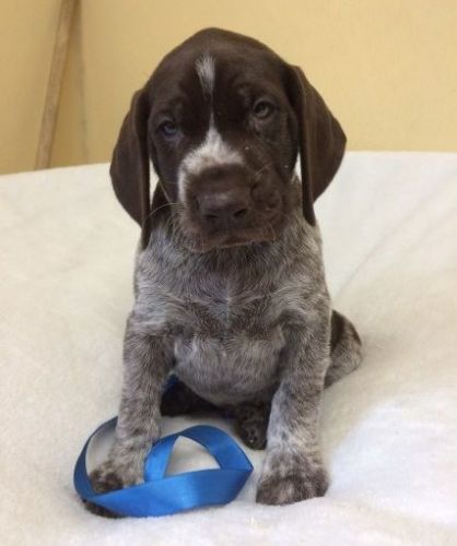 6 Stunning German Shorthaired Pointer Pups