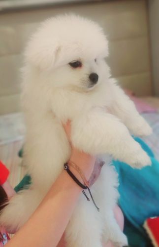 Spitz Alemão (Klein)Filhotesà venda em Criciúma, SC, Brasil. Preço: 3,000 BRL