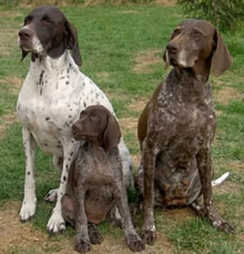 german wirehaired pointer dogs - caring
