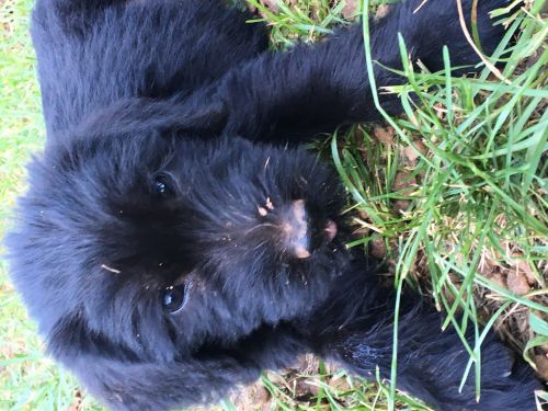 AKC registered Giant Schnauzer pups