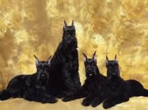 giant schnauzer dogs - caring