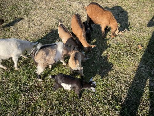 Nigerian dwarf goats