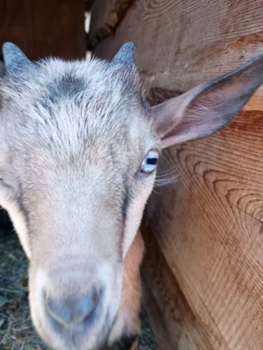 Beautiful Nigerian pygmy Baby goats for sale!!!!