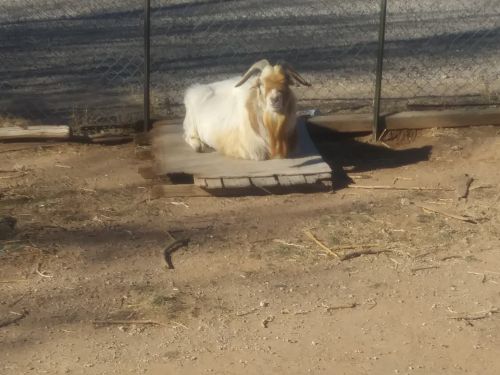 Goats, goats and more goats