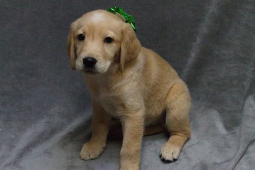 Goldador puppies (half golden retreiver/half yellow lab)