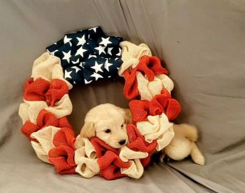 Goldador puppies (lab x golden retreiver