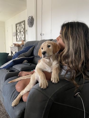 Available Labrador puppy