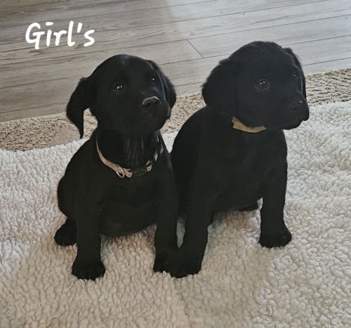Goldador puppies