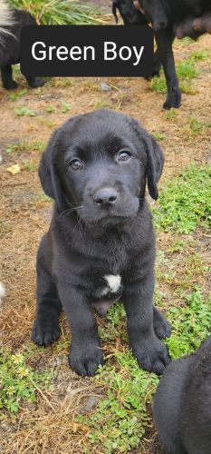 Golden Retriever x Labrador