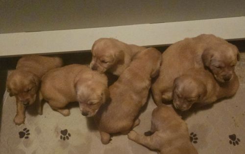 Golador puppies
