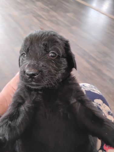 Goldadors Puppies for sale