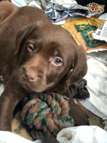 Ready Now Choc Lab X Goldenspanial Boy Left