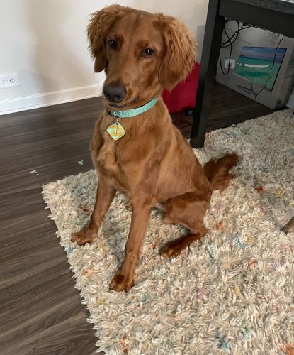 Goldendoodle For Sale