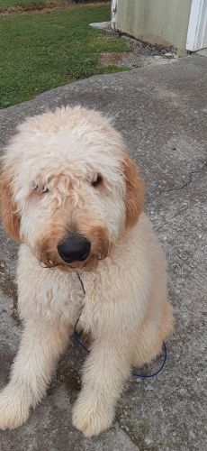 Goldendoodle