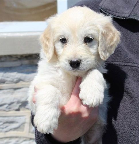 Golden Doodle Puppies For Sale
