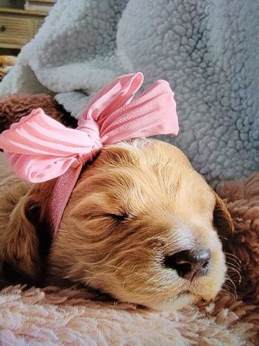 Five Goldendoodle