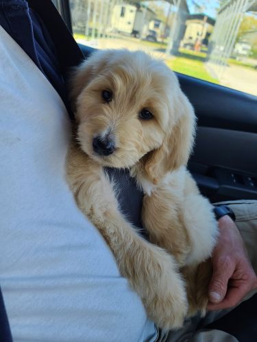 Goldendoodle
