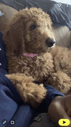 Sweet girl needs new home