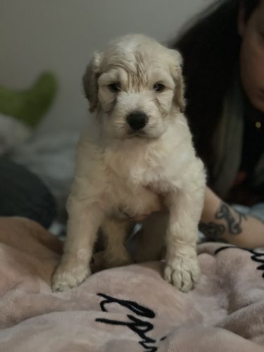 golden doodle puppies