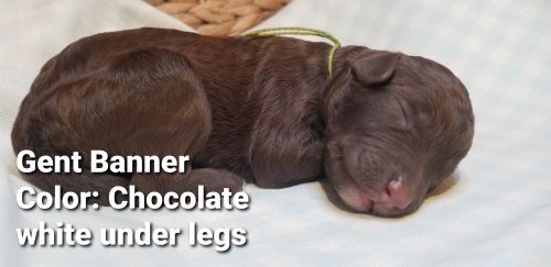 Star Spangled Odles of Doodles