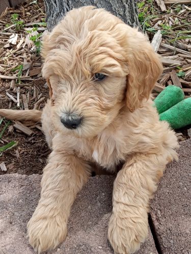 Goldendoodle