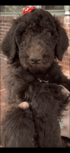 Golden Doodle Puppies for sell