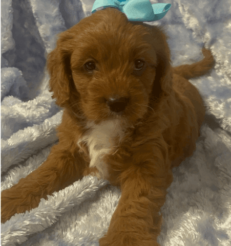 goldendoodle available for new home