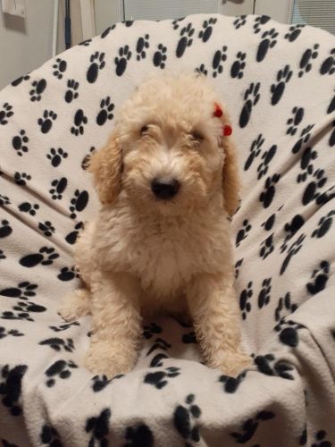 Goldendoodle puppies for rehoming
