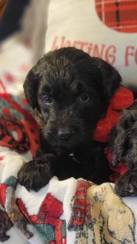 Velvet black doodles