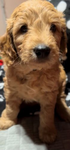 Mini Goldendoodles for sale