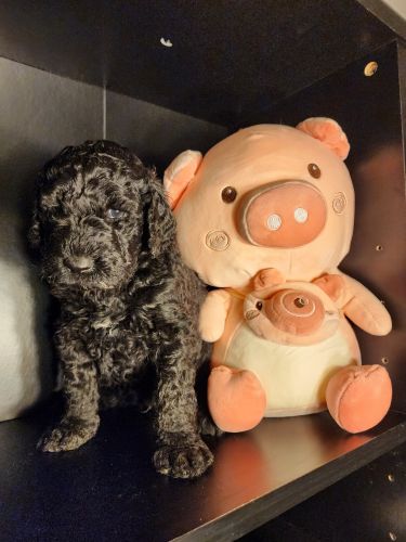 Golden Doodle Puppies for sale in Austin, TX, USA. price: $750