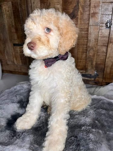 F2B Goldendoodle only 2 LEFT