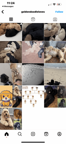 Golden Doodles 15 April