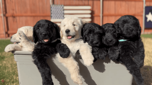 Goldendoodles