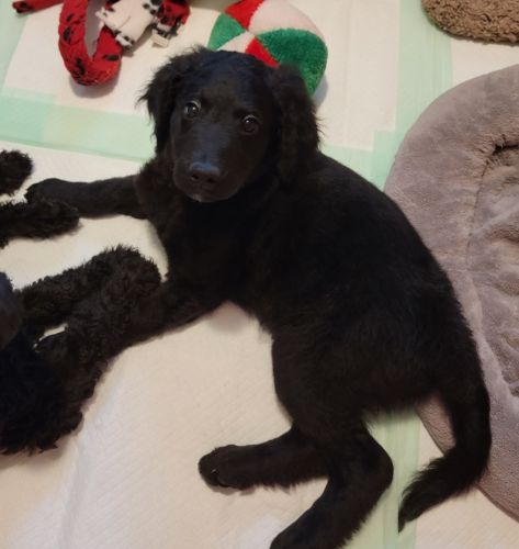 Long's Golden Doodles