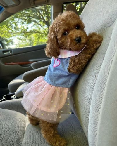 GOLDEN DOODLE PUPPY FOR SALE