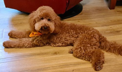 Bonnie the Goolden Doodle