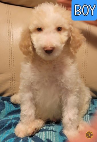 Multigenerational Goldendoodle Puppies