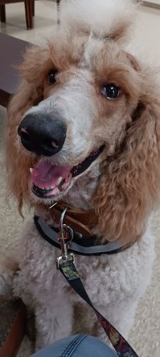 Goldendoodle puppies