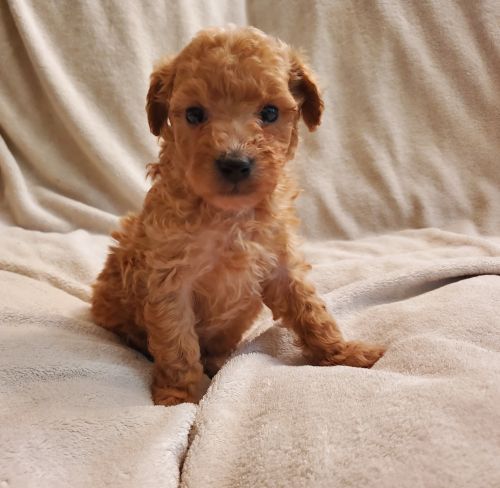 Mini Goldendoodle