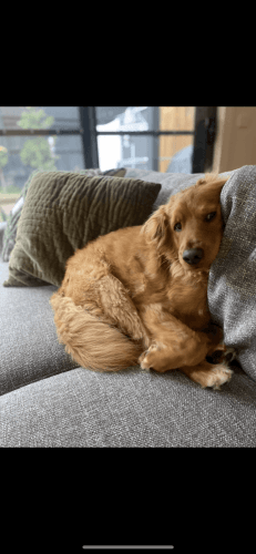 Groodle for sale 4 years old