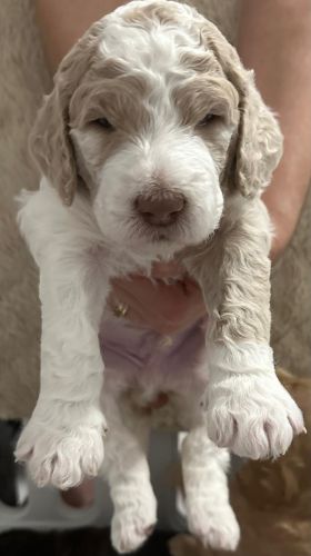 Golden Doodle Puppies for sale in Miami, FL, USA. price: $1,500