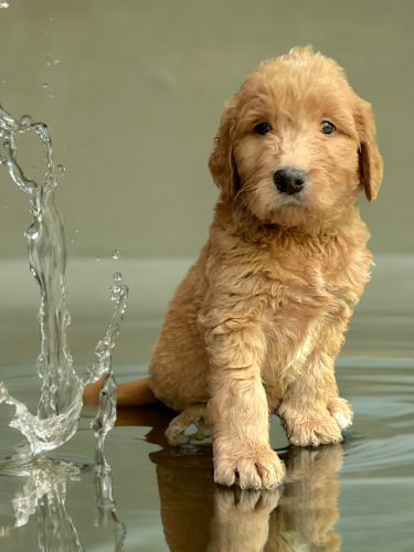 Clint (Black) Available NOW! Born 5/12/24 (Mother's Day)