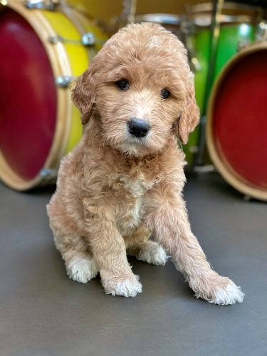 Emmy (Green) Available NOW! Born 5/12/24 (Mother's Day)