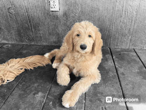 Goldendoodle for adoption