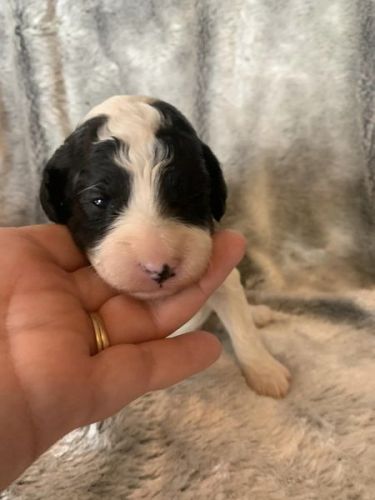 Mini Goldendoodle Puppies in ***
