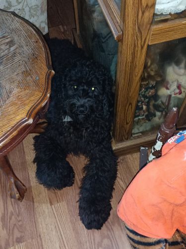 Golden doodle for sell