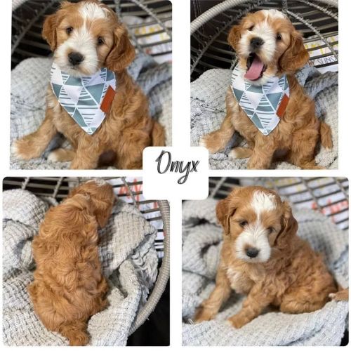 Goldendoodle puppies